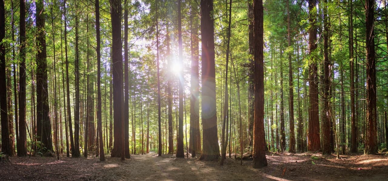 Tīkarohia ngā Whetu – Managing Kura: Wellbeing in Schools