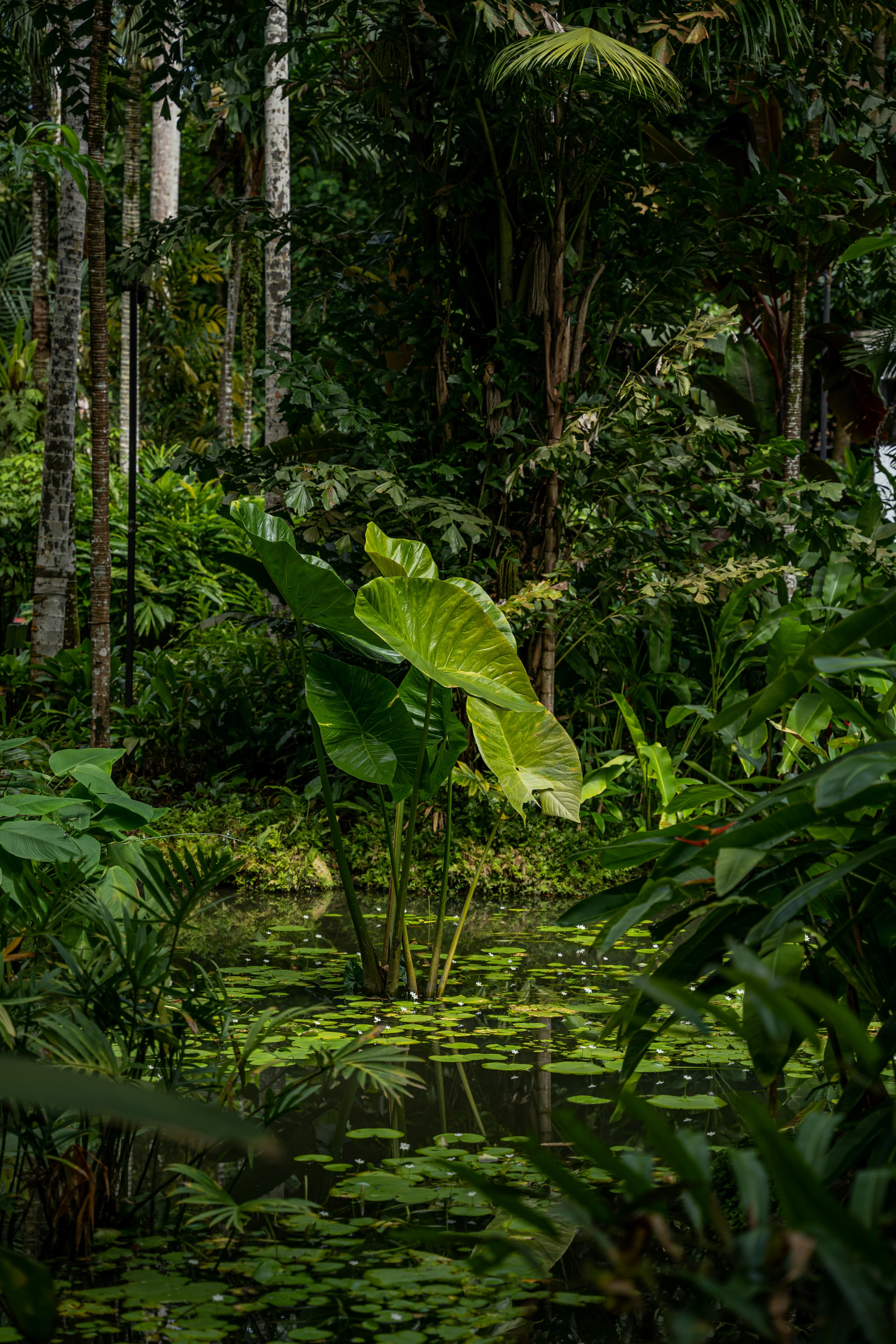 Pūtaiao - He Whare Pūrākau