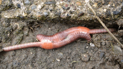 Pūtaiao Concepts Taumata 4