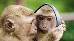 Leader Self-reflection: Professional Learning