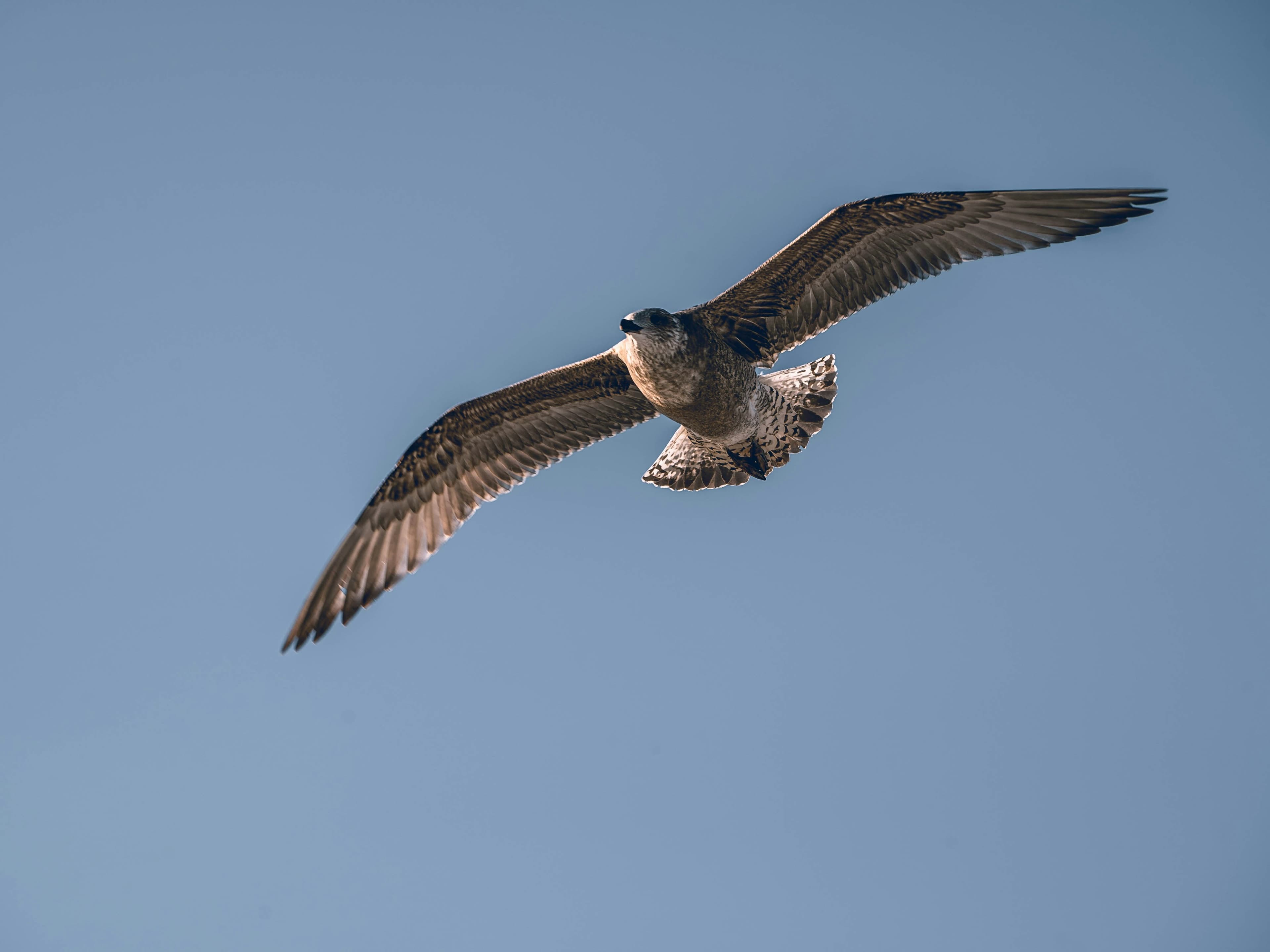 Ka Hoka - Leadership Workshop