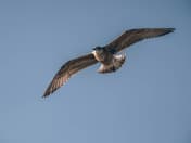 Ka Hoka - Leadership Workshop