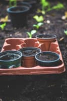 Te Hue - Māra Kai: Webinar Series (Hauhake/Harvest Phase)